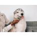Tuff Pupper Detangling Comb | Dematting Tool for Dogs & Cats | Safely Remove Knots and Mats | Ergonomic Handle for Precision Control - Buy Online on GoSupps.com