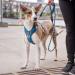 DOG Copenhagen Comfort Walk Pro Harness - Classic Red Size S | International Shipping Available - Buy Online on GoSupps.com