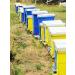 Meden Pure Raw Honey - Wild Flowers - Unheated Unpasteurized Living Natural Honey (1.6Kg) - Buy Online on GoSupps.com