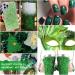 St. Patrick's Day Holographic Green Chunky Glitter 10ml - 8 Boxes | Iridescent Flakes Hexagon Tips | Nail Art, Face, Body & Hair Glitter - Buy Online on GoSupps.com
