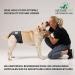 Buy High-Quality Financial Trousers for Dogs 2.0 - Premium Neoprene Diapers for Males - Optimal Airflow No Rod Threading - Large Blue - Buy Online on GoSupps.com