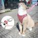 NiCoLa Escape-Proof Cat Harness Set | Reflective Strip | Adjustable Soft Harness for Small Cats (Pink&Green, S) - Buy Online on GoSupps.com