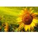 Organic Sunflower Seeds 8 oz - Raw, Non-GMO, Unsalted, Kosher, Vegan, Sirtfood, Bulk - Good Source of Protein, Vitamins E & B6 - Buy Online on GoSupps.com