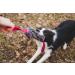 Dingo MOP 60cm Dog Toy - Multicolored Two Handle Agility & Training Toy for Dogs | Perfect for Apport Motivation Games - Buy Online on GoSupps.com