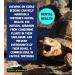 Reptile World Tortoise Edible Bedding 10L Bag - Botanical Food for Tortoises - Buy Online on GoSupps.com