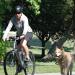 Itian Dog Bicycle Leash for Bicycle Hand Free Dog Leash Dog Exercise Training Leash A Walking Dog Leash - Buy Online on GoSupps.com