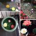 SUQ 5 Pieces Lotus Lamp for Outdoor Waterproof LED Garden Light Artificial Lotus Floating Light Floating Flower Lantern Decoration Lighting for Garden Yard Swimming Pool Pond Fountain 18CM - Buy Online on GoSupps.com