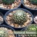 2.5lb Mixed Color Decorative Rocks for Plants - Natural Pea Gravel for Succulents, Vases, Fish Tanks - Matte Texture, 1/5 Inch - Buy Online on GoSupps.com
