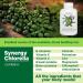 Synergy Natural Organic Chlorella 200 Tablets - Pure and Potent Superfood Supplement - Buy Online on GoSupps.com