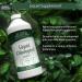 Buried Treasure Liquid Chlorophyll 100 mg, Dietary Supplement, Intestinal Digestive Support Natural Body Deodorant Vegan Non-GMO Alcohol Free, Spearmint Flavor 32oz - Buy Online on GoSupps.com
