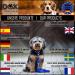 DDOXX Reflective Nylon Dog Leash - 2m 3-Way Adjustable for All Dog Sizes - XS Purple (1.0 x 200 cm) - International Shipping Available - Buy Online on GoSupps.com