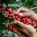 Innovative Coffee Gift Set for Men & Women | 7 Best Single Estate & Organic Coffees | Brew & Enjoy Anytime | Perfect for Coffee Lovers - Coffeebrewer 7er - Buy Online on GoSupps.com