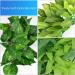 ERKOON Artificial Plastic Plant 3 Pieces Set Reptile Habitat and Aquarium Fish Terrarium Decor - Buy Online on GoSupps.com