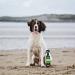 Animology Stink Bomb Deodorising Dog Spray Twin Pack 250ml - Buy Online on GoSupps.com