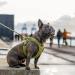 DOG Copenhagen Comfort Walk Go Dog Harness - Hunting Green Size S | International Shipping Available - Buy Online on GoSupps.com