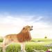LUUFAN Lion Mane Wig for Dog and Cat Costume with Ears - Light Brown, Adjustable and Comfortable Pet Lion Hair Dress for Halloween, Christmas, Easter - Perfect for Festival Party Activities - Buy Online on GoSupps.com