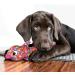 Kong Wubba Finz Large - Durable Dog Toy for Fetch & Play - 1 Piece - International Shipping Available - Buy Online on GoSupps.com