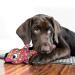 KONG Wubba Finz Blue Dog Toy X-Large 1 kg - Buy Online on GoSupps.com