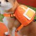 Zonewd Dog Dishes & Backpack | Waterproof School Bag for Puppies - Double D Ring Design for Samojede & Golden Retriever | Shop Internationally - Buy Online on GoSupps.com
