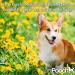 Pretty Pooch 5L Multipurpose Disinfectant - Kennel & Cattery Cleaner, Sanitiser & Deodoriser - Lavender Scent - Cruelty-Free Formula - Buy Online on GoSupps.com