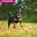 Eukanuba Dog Dry Food Rottweiler Chicken 12kg - Buy Online on GoSupps.com