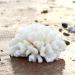 Buy Besimplle 2-Piece Artificial Coral Ornaments - Aquarium Resin Coral Decor & Underwater Sea Plants for Stunning Decor - Buy Online on GoSupps.com