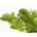 Lincspplants 8X Live Floating Plants Hornwort Fast Growing Aquarium Plant