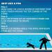Skip NN' Fetch Small/Medium Floating Dog Toys Qty 2 | Stone Skipping Meets Fetch | Fun for Swimming Pool Lake Beach and Land | Perfect Floating Water Toys for Small/Medium Dogs | S/M - Buy Online on GoSupps.com