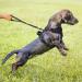 POPOT No Pull Dog Harness - Reflective Adjustable & Soft Padded Vest for XS Black Dogs | Choke-Free Comfort & Easy Control Handle - Buy Online on GoSupps.com