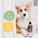 Kin+Kind Charcoal Natural Dog Shampoo - Patchouli Scent, 12 fl oz | Eco-Friendly & Grain-Free - Buy Online on GoSupps.com