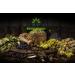 Lemon Balm Tea Loose Leaves Dried Melissa - Calm Relax Nervous - Herbal Remedies by J. - Melisa 50g - Buy Online on GoSupps.com