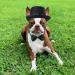 Yewong 2 Pieces Pet Formal Accessories Set - Pet Top Hat with Pet Formal Necktie/Bowtie Birthday Party Gradation Halloween Costumes Accessories for Dog Cat (Black-A) - Buy Online on GoSupps.com