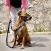 ILEPARK XXL Red Nylon Dog Muzzle - Adjustable Loop to Prevent Biting Barking & Chewing | International Shipping - Buy Online on GoSupps.com