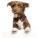 PetSilver Wound Gel & Ear Wash Bundle - AG21 Complex, Chelated Silver - 8oz - Buy Online on GoSupps.com