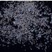 Colorful Micro Pixie Beads Nail Crystals - Glass Caviar 3D Decorations - Buy Online on GoSupps.com