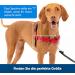 PetSafe Easy Walk Harness | Anti-Pull Dog Harness - Reduces Choking & Coughing | Includes 1.8M Leash | Size M - Red - Buy Online on GoSupps.com
