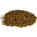 Supa Dried Mealworms for Wild Birds 1 Litre Bucket | High Energy Protein Rich Treat For Garden Birds | Attract More Birds To Your Garden | Quality Wild Bird Food Mealworm 1 l (Pack of 1) - Buy Online on GoSupps.com