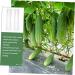 Milisten 12 Pcs Vegetable Shaping Mold Watermelon Heart-Shaped - Buy Online on GoSupps.com