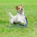 Balacoo Pet Stake Spiral Tie-Out Pet Supply Stake Dog Leash Anchor Stakes with Spiral Shape Suitable for Outdoor Yard and Camping Small Medium and Large Pets - Buy Online on GoSupps.com
