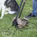 ARM & HAMMER Swivel Bin & Rake Pooper Scooper - Buy Online on GoSupps.com