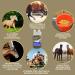 Horses vitamins + amino acids horse mineral food horses vitamins B I vitamin E I vitamin b complex selenium zinc horse vitamin b1 b6 horse strengthen the immune system 1L30ml - Buy Online on GoSupps.com