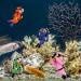 Taicols 4-Piece Floating Aquarium Decoration | Fish Tank Ornaments & Accessories | Unique Divers Ornament for Stunning Aquariums - Buy Online on GoSupps.com