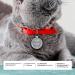 Buy Ibera Gifts: Personalized Cat Collar Engraved for Medium to Large Cats - Silver Glitter Necklace - Buy Online on GoSupps.com