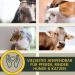 Silver Spray for Animals | Wound Healing & Protection for Dogs Cats & Pets | 100ml Aluminum Wound Disinfectant Spray - Buy Online on GoSupps.com