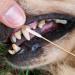 FRIUSATE 200 Extra Large Pet Ear Cleaner Cotton Buds for Dog & Cat Ear Wax Removal - Buy Online on GoSupps.com
