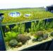 Peutier 5stk Floating Plant Rings for Aquariums - Round Planting Corrals in 5 Sizes - Yellow Fish Feeding Rings Hold Floating Plants in Place - Buy Online on GoSupps.com