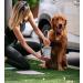 Dexas MudBuster Portable Dog Paw Washer - Light Gray Medium Size | Paw Cleaner for Dogs - Buy Online on GoSupps.com