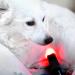 playhair Red Led Light Therapy Device -Cat Dog Horse. Pain Relief Hip Joint Mobility.and Inflammation Relief Advanced Pain Relief - Buy Online on GoSupps.com