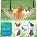 KATUMO Chicken Swing & Perch Toy for Coop - Natural Wood Ladder for Birds, Parrots - 44.09'' Length - Buy Online on GoSupps.com