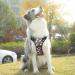 Shop Heele Dog Crockery & Adjustable Reflective Harness for Medium Dogs - Soft Breathable Anti-Pull | Floral-Black Design - Buy Online on GoSupps.com